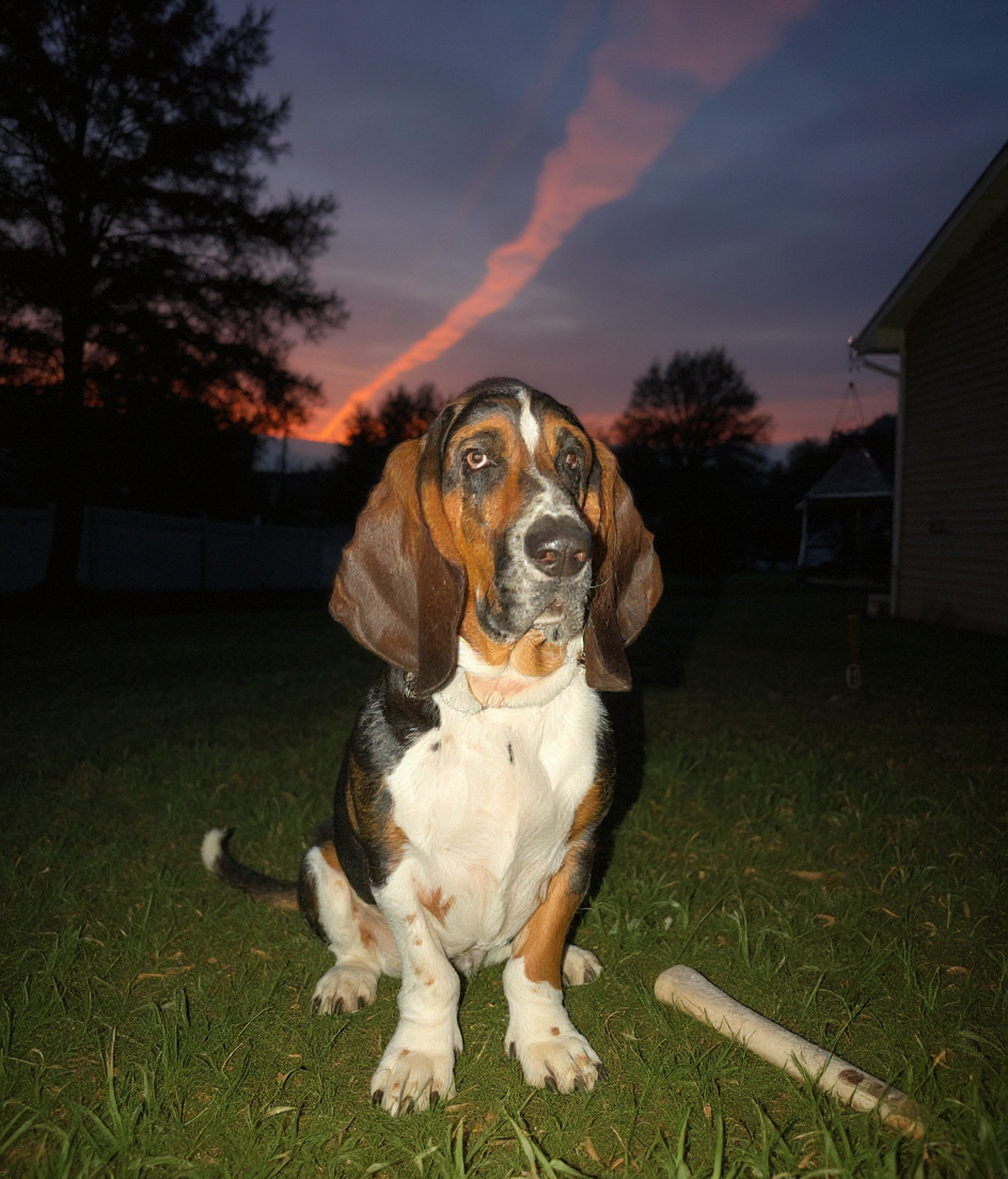 PAWSCAR sits low in a suburban backyard at dusk, ears draped heavily as he gazes upward at a sky streaked with strange, inexplicable light. A frozen bone lies abandoned near his paws. Behind him, a bird feeder hangs at an odd angle, slightly askew. Trees cast long shadows across overgrown grass. The light is golden, surreal, tinged with mystery—as if something just passed overhead.